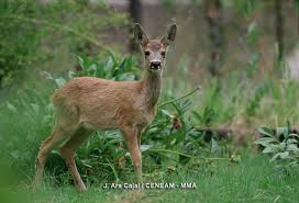 Attēlu rezultāti vaicājumam “Capreolus capreolus”