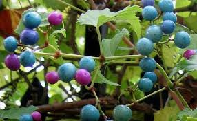 Attēlu rezultāti vaicājumam “Ampelopsis glandulosa var. brevipedunculata”