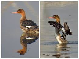 Attēlu rezultāti vaicājumam “Mergus serrator female”