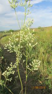 Attēlu rezultāti vaicājumam “Silene wolgensis”