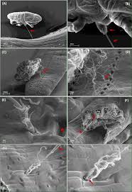 Attēlu rezultāti vaicājumam “Adelges laricis nymph”