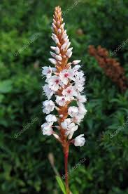 Attēlu rezultāti vaicājumam “Polygonaceae”