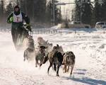 File:Dogsled racing Alaska.jpg - Wikipedia, the free encyclopedia