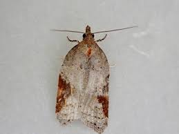 Attēlu rezultāti vaicājumam “Acleris laterana”