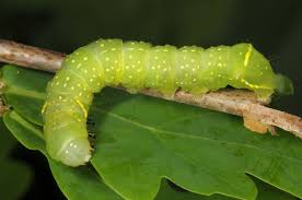 Attēlu rezultāti vaicājumam “Brachionycha nubeculosa”