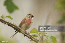 Attēlu rezultāti vaicājumam “Carduelis cannabina adult”