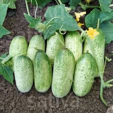 Image result for Gurke