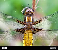 Attēlu rezultāti vaicājumam “Libellula depressa female”