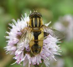 Attēlu rezultāti vaicājumam “Helophilus hybridus”