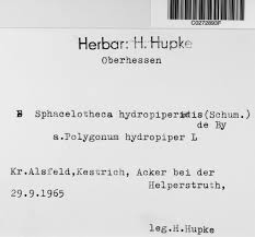 Attēlu rezultāti vaicājumam “Sphacelotheca hydropiperis”