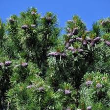 Attēlu rezultāti vaicājumam “Pinus sibirica”