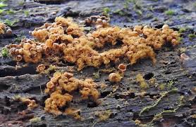 Attēlu rezultāti vaicājumam “Badhamiopsis scripta sessile”