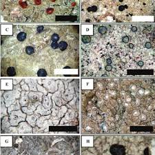 Attēlu rezultāti vaicājumam “Bacidia subincompta”