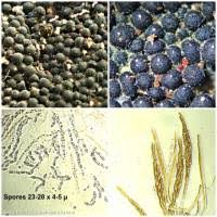 Attēlu rezultāti vaicājumam “Ruzenia spermoides”