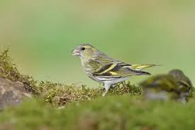 Attēlu rezultāti vaicājumam “Carduelis spinus male”