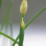 Attēlu rezultāti vaicājumam “Allium schoenoprasum fruit”