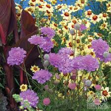Image result for scabiosa caucasica