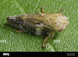 Attēlu rezultāti vaicājumam “Aphrophora alni”