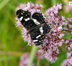 Attēlu rezultāti vaicājumam “Araschnia levana upperside”