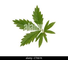 Attēlu rezultāti vaicājumam “Potentilla erecta bud”