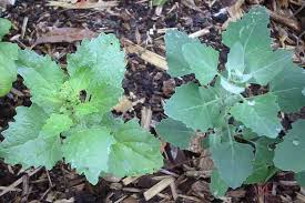 Attēlu rezultāti vaicājumam “Chenopodium album leaf”