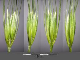 Attēlu rezultāti vaicājumam “Hordelymus europaeus leaf”