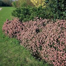 Attēlu rezultāti vaicājumam “Erica x darleyensis”