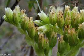 Attēlu rezultāti vaicājumam “Jovibarba globifera flower”