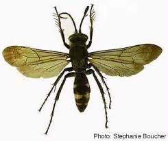 Attēlu rezultāti vaicājumam “Pompilidae”