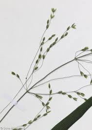 Attēlu rezultāti vaicājumam “Milium effusum leaf”