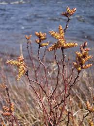 Attēlu rezultāti vaicājumam “Myrica gale fruit”