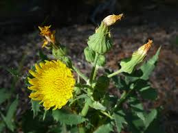Attēlu rezultāti vaicājumam “Sonchus oleraceus bud”