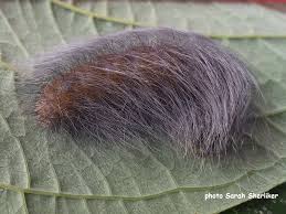 Attēlu rezultāti vaicājumam “Acronicta leporina larva”