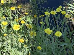 Attēlu rezultāti vaicājumam “Ranunculus lingua leaf”