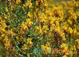 Image result for Genista tinctoria