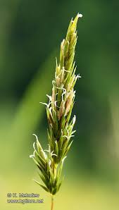 Attēlu rezultāti vaicājumam “Anthoxanthum odoratum fruit”