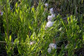 Attēlu rezultāti vaicājumam “Salix repens subsp. rosmarinifolia”