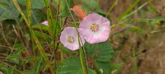 Attēlu rezultāti vaicājumam “Convolvulus arvensis flower”