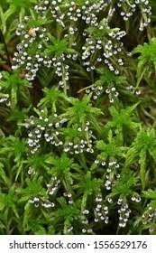 Attēlu rezultāti vaicājumam “Didymium melanospermum spores”