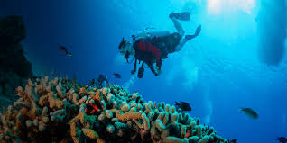 Resultado de imagen para cozumel dive