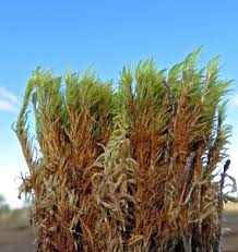 Attēlu rezultāti vaicājumam “Dicranum bergeri”