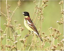 Image result for Emberiza aureola