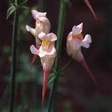 Attēlu rezultāti vaicājumam “Linaria loeselii bud”