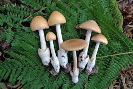 Attēlu rezultāti vaicājumam “Mucronella subtilis”