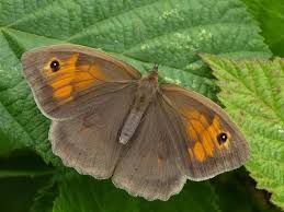 Attēlu rezultāti vaicājumam “Maniola jurtina male”