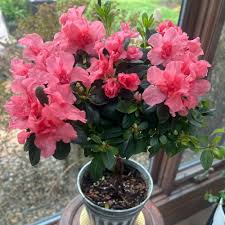 Attēlu rezultāti vaicājumam “Rhododendron sichotense flower”