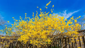 Attēlu rezultāti vaicājumam “Forsythia”