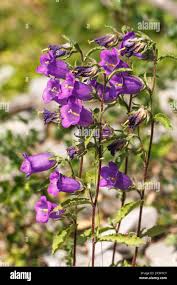 Image result for Campanula medium