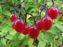 Attēlu rezultāti vaicājumam “Solanum dulcamara leaf”
