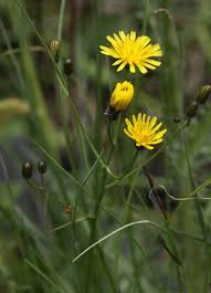 Attēlu rezultāti vaicājumam “Crepis paludosa”